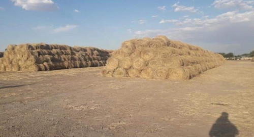 Qazaly aýdanynda qysqy mal azyǵyn daıyndaý júrip jatyr