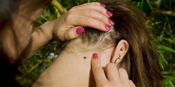 Jambyl oblysynda kene shaǵý deregi kóbeıýde