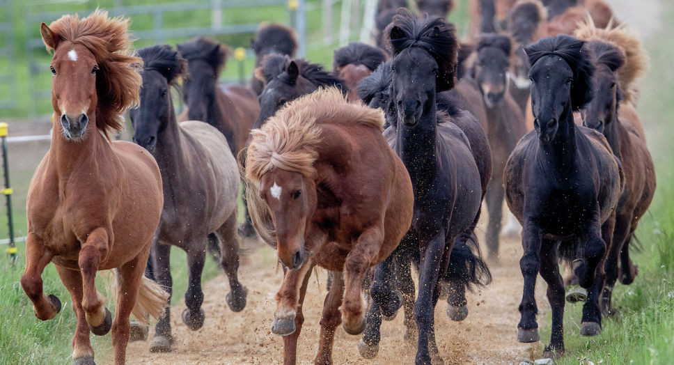 Atyraýda jylqyshyny óltirgen úsheýge sot úkimi shyqty