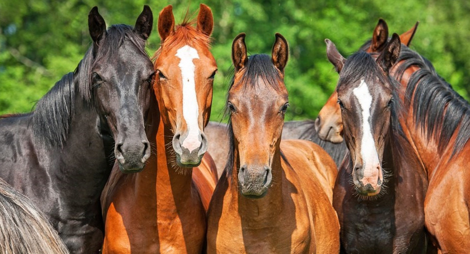 Jylqy men qoı saqtandyrylady