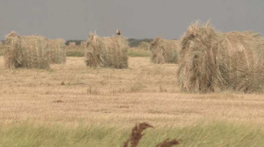Kóp bolyp kómek kórsetip jatyr