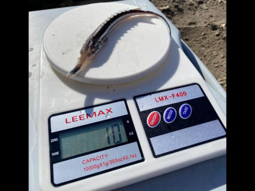 Atyraýda Jaıyqqa bekire shabaqtary jiberildi