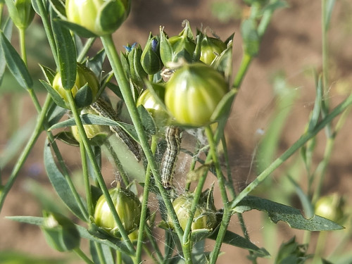 Qostanaı oblysynda kóbelek juldyzqurty kóbeıip ketti
