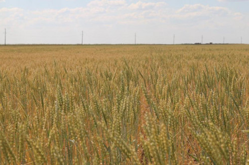 Nuradaǵy naýqan qyzý