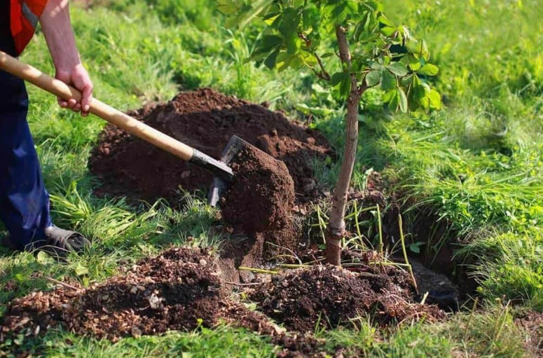 Osy kúzde 48,2 mln túp aǵash otyrǵyzylady