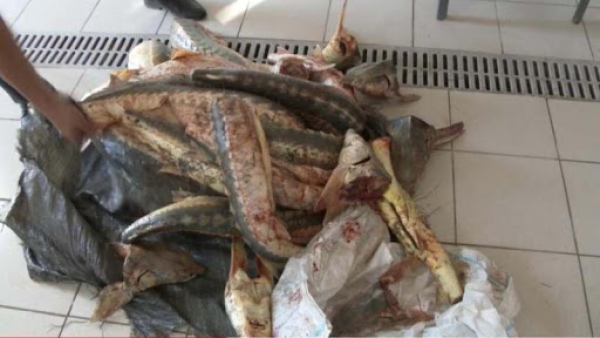 Atyraýda brakonerlerden bekire tuqymdas balyq tárkilendi