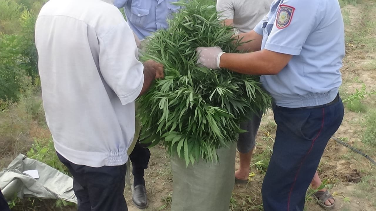 Aýlasyna esirtki ekken Túrkistandyq ustaldy