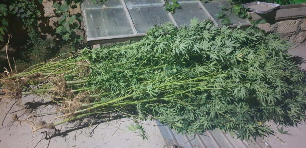 Marıhýana ósirgen Aqtaý turǵyny ustaldy