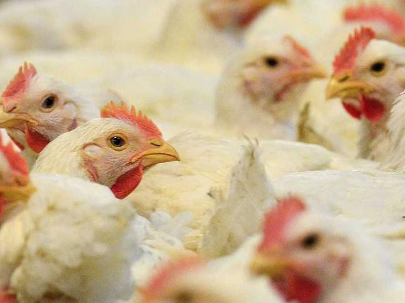 Iri qus fabrıkasy – qajetti joba