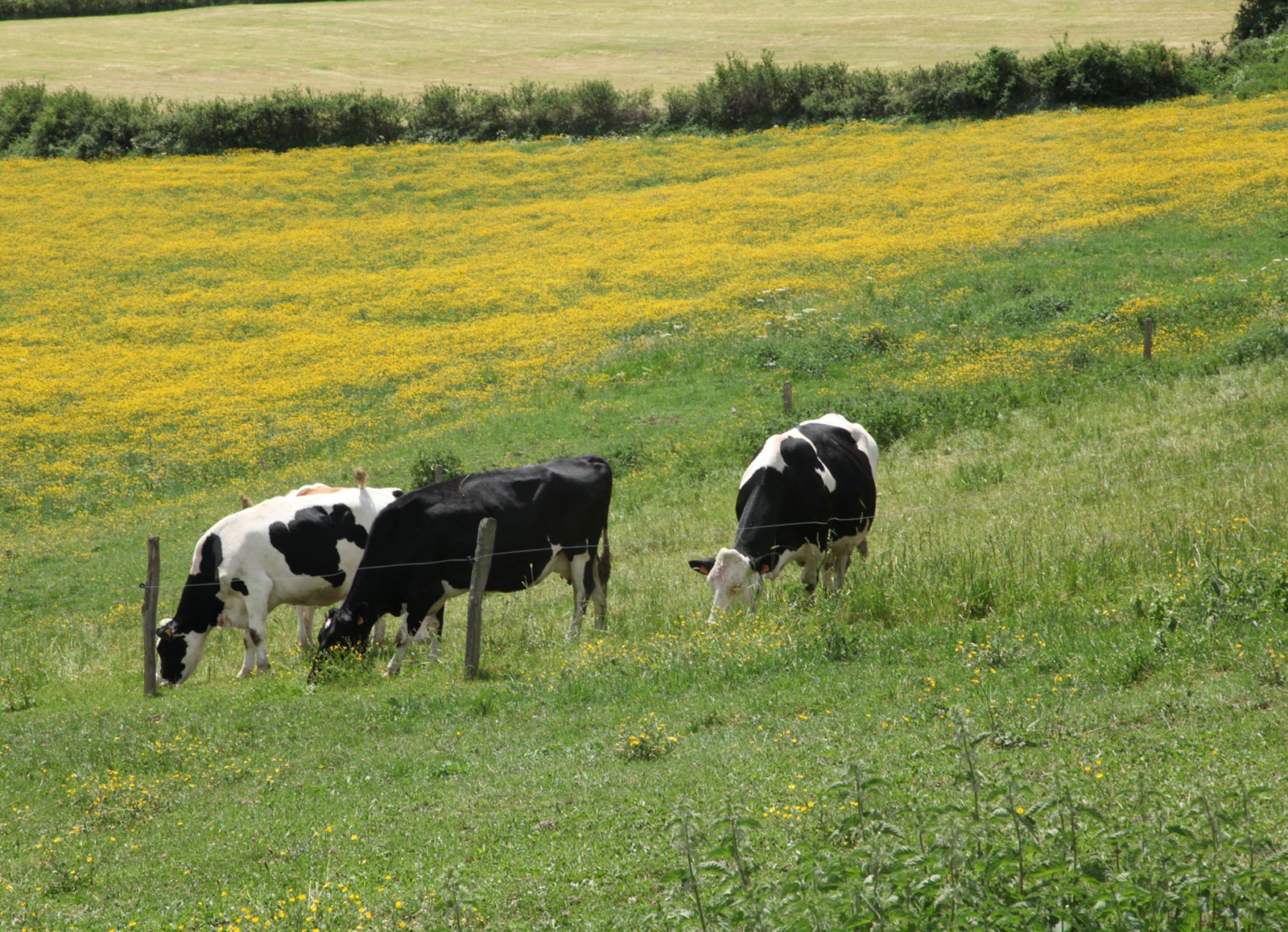 Jańa zań jaıylym máselesin  sheshe ala ma?