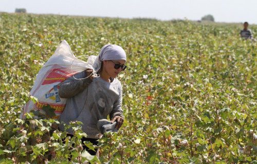 Túrkistanda maqta terimi bastaldy