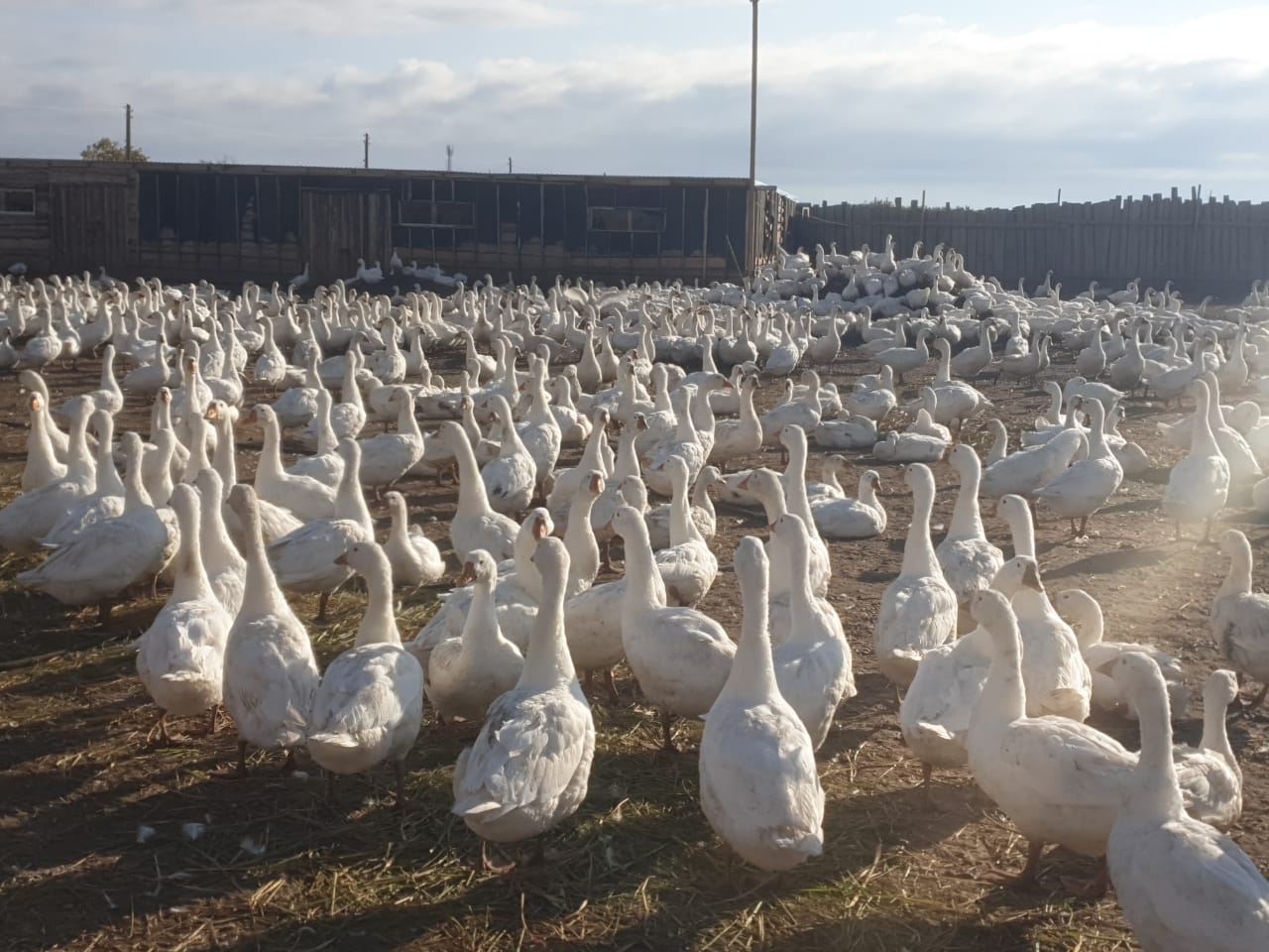 Shekteýde shıryqqan shaǵyn bıznes