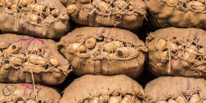 Kartop ósirýshilerdiń qarqyny joǵary