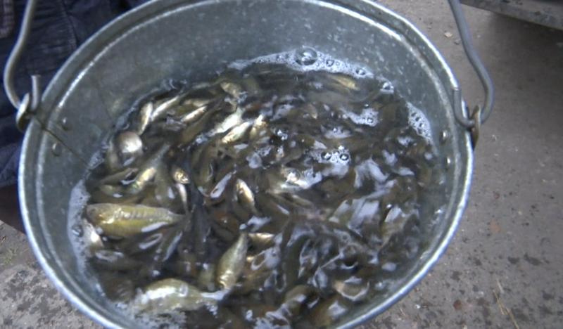 SQO-da sý qoımalaryna tuqy balyǵynyń bir mln shabaǵy jiberilmek