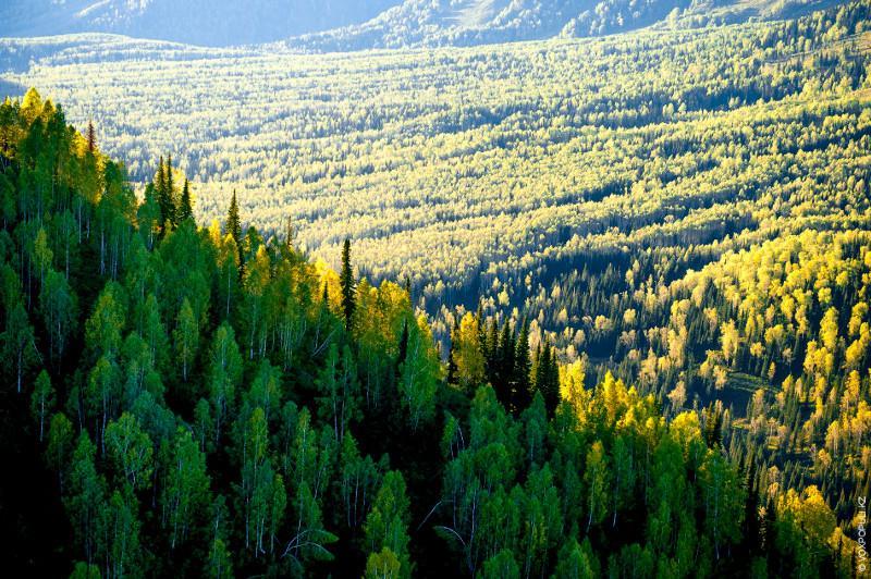 Prezıdent Qazaqstannyń orman alqabyn arttyrýǵa qatysty pikir bildirdi