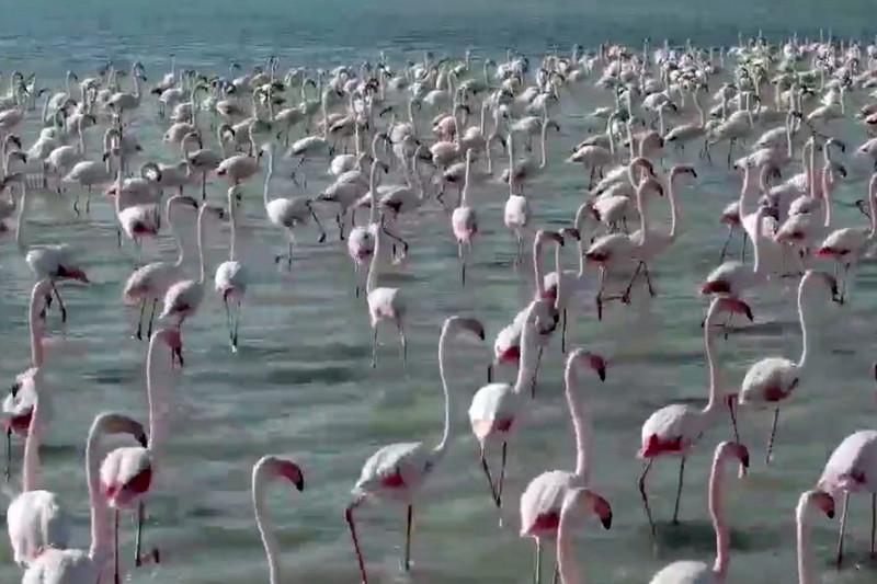 Mańǵystaýǵa qoqıqazdar kelip jatyr