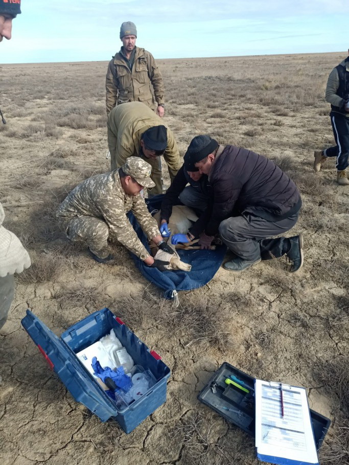 Kıikbaýdyń kómegi kóp