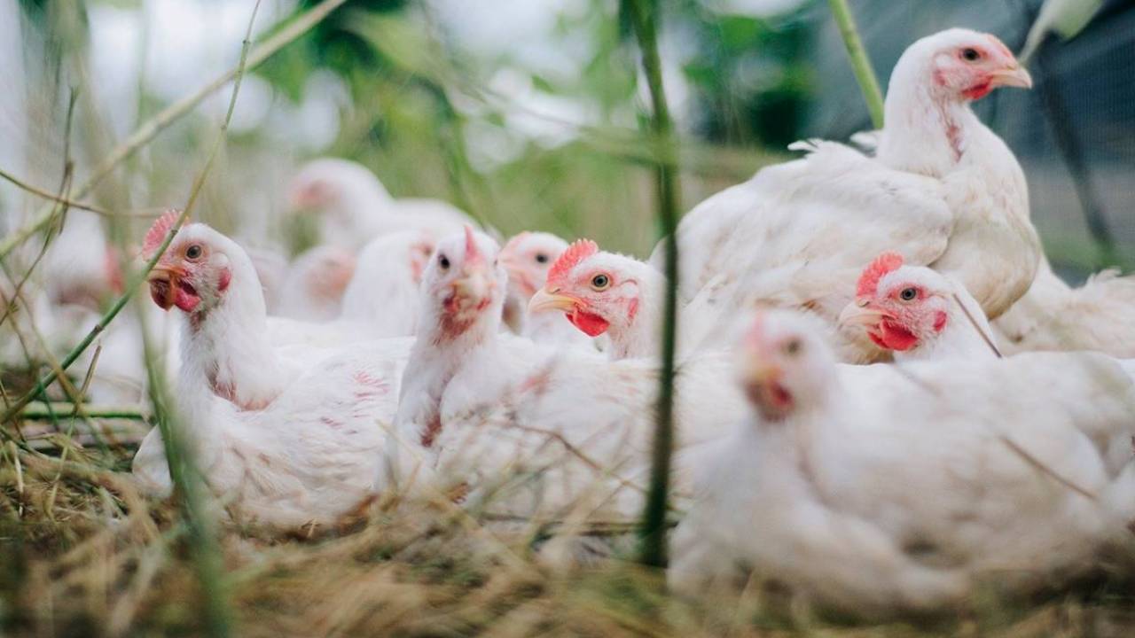 Qazaqstannyń taǵy bir óńirinen qus tumaýy anyqtaldy