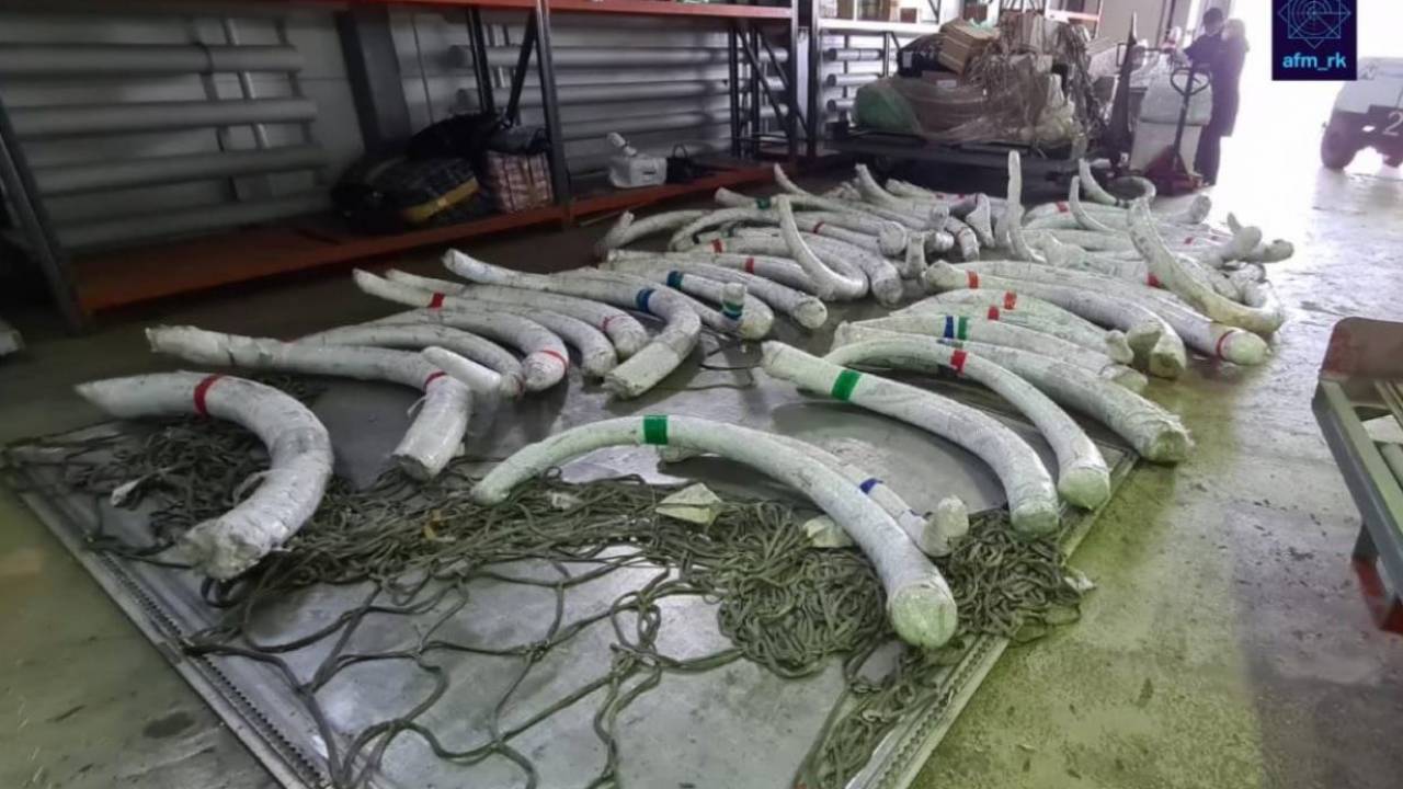 Mamonttyń múıizin Qytaıǵa áketpek bolǵandar ustaldy