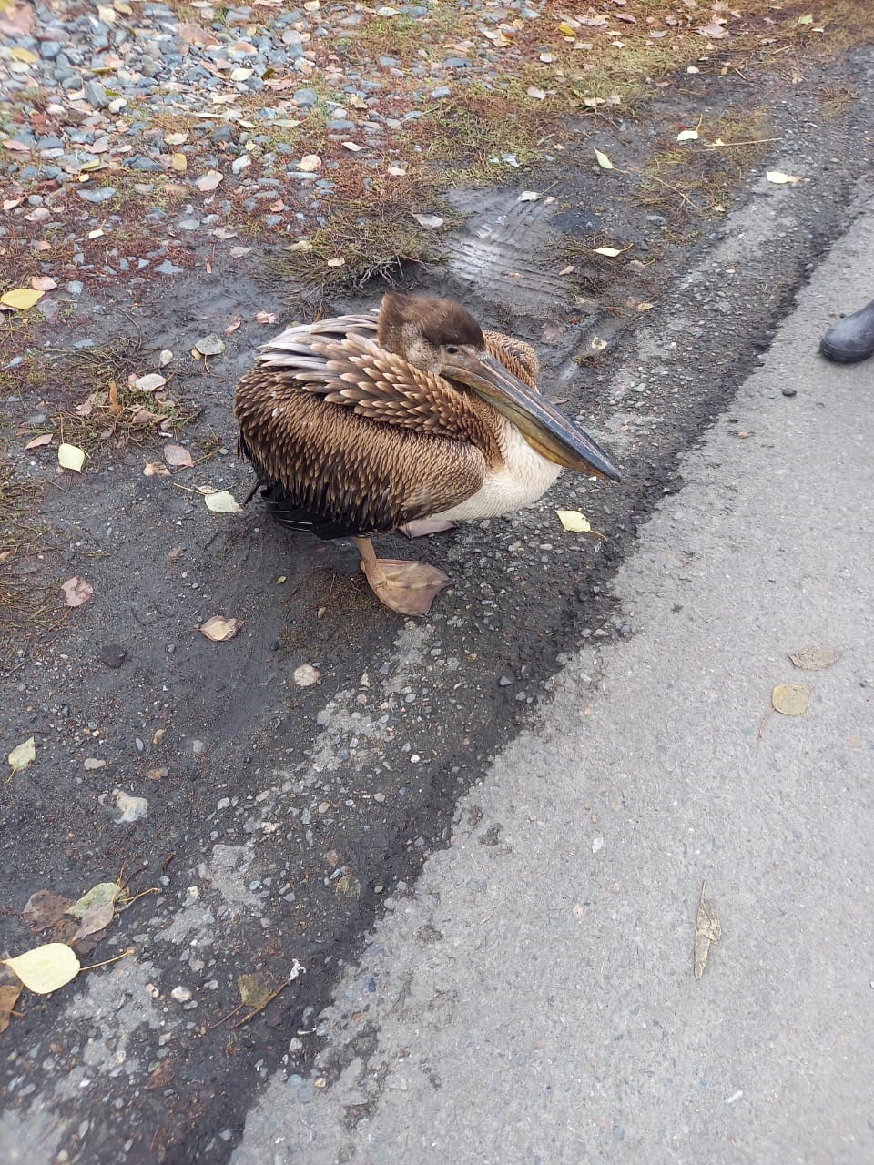 Beloýsovkada birqazan júr