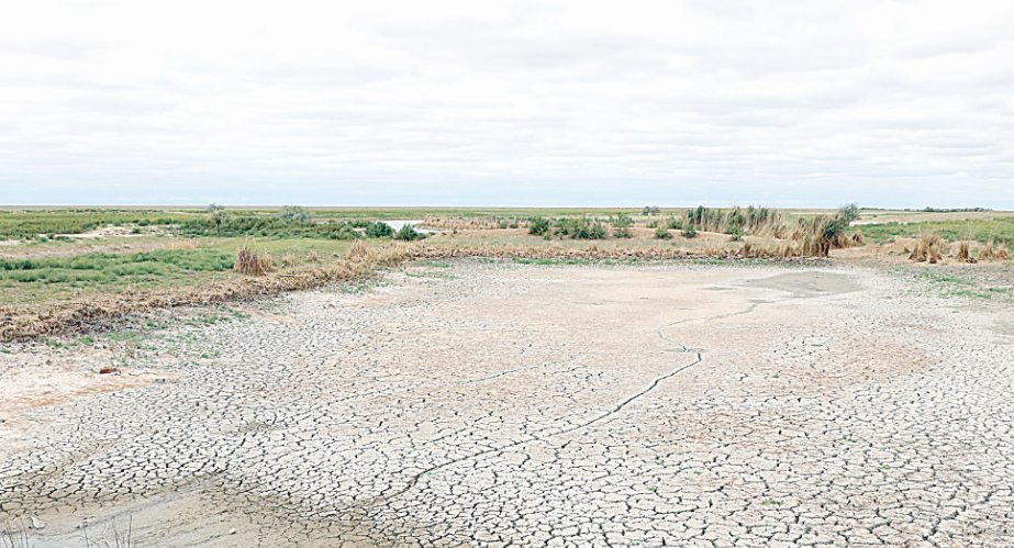 Baǵyrlaıdan baq taısa...