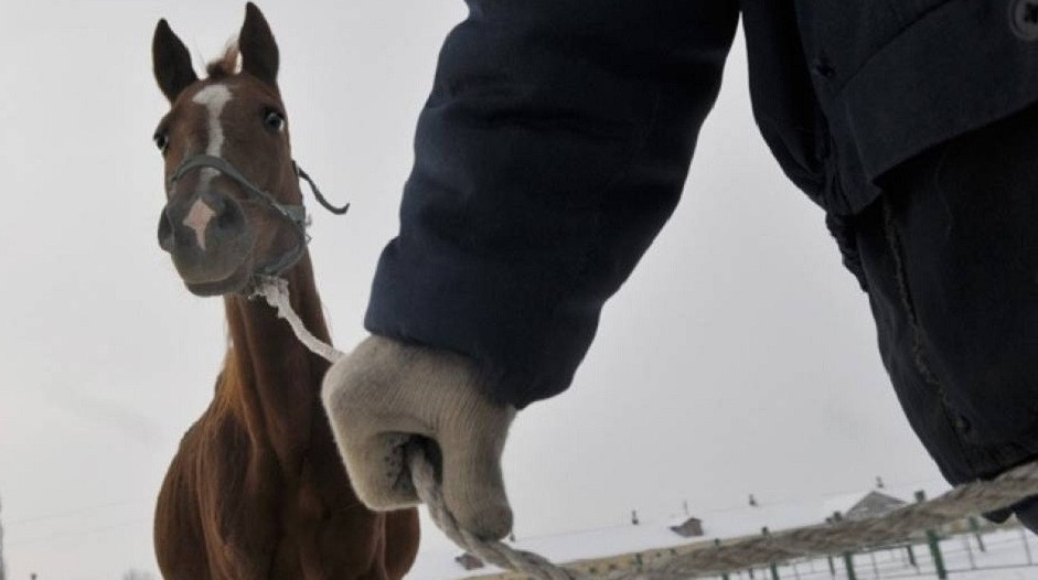 Mal urlyǵy órshıtin kez