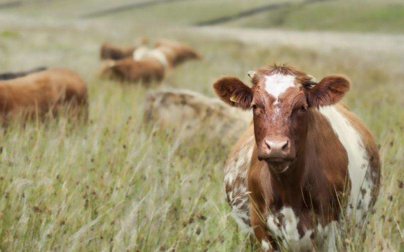 Elordalyq oqýshy maldy jappaı qyrylýdan saqtaý jolyn usyndy