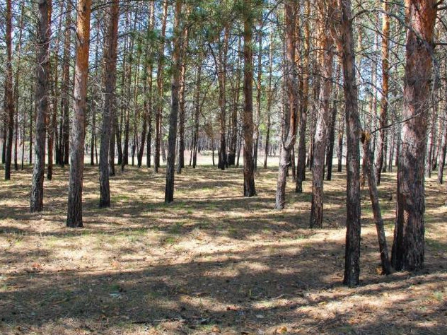 Pavlodarlyq ormanshylar zańsyz aǵash kesken