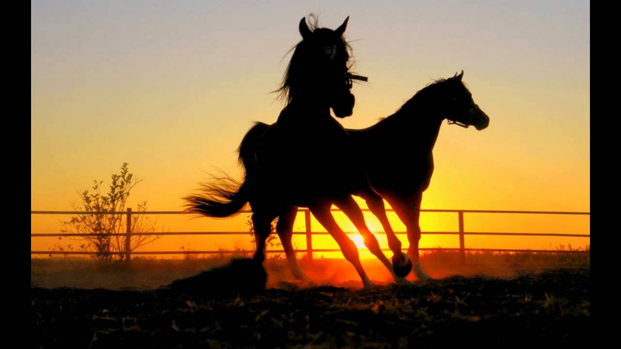 Qaraýsyz mal – uryǵa olja