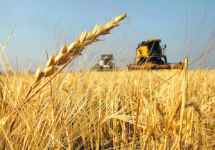 Astyq jınaý naýqany aıaqtaldy