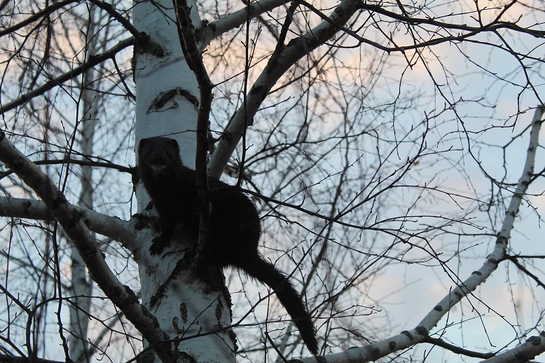 Kúndiz jortqan qara kúzen