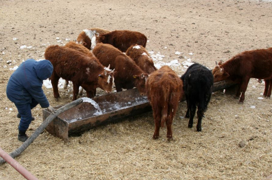 Kóterem mal qystan aman shyqsa ıgi