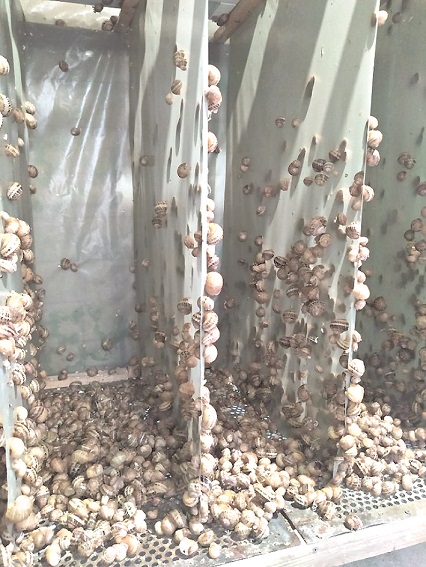 Ulý fermasy ashyldy