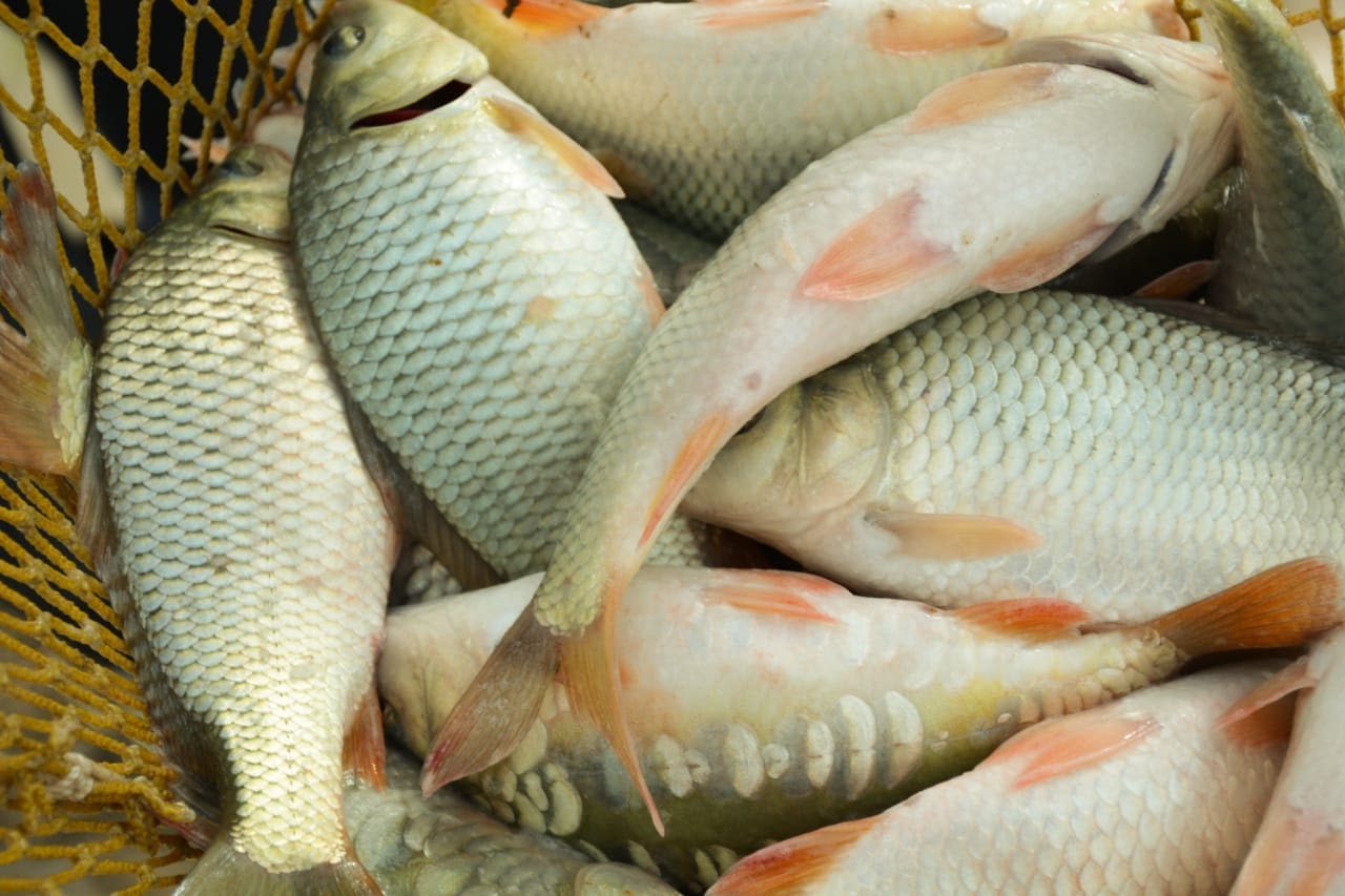 Balyq sharýashylyǵyn damytýdyń 10 jyldyq baǵdarlamasy bekitildi