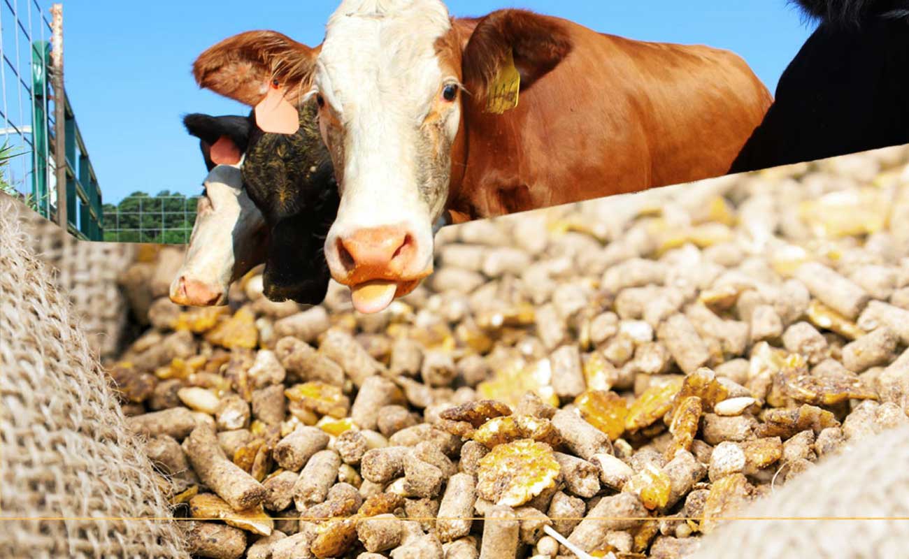 Aýyl sharýashylyǵy ónimderin óńdeý salasynyń damýy – turaqty bolashaq kepili