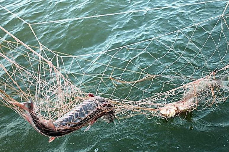 Atyraýda 70 kelige jýyq bekireni tasymaldaǵandar ustaldy