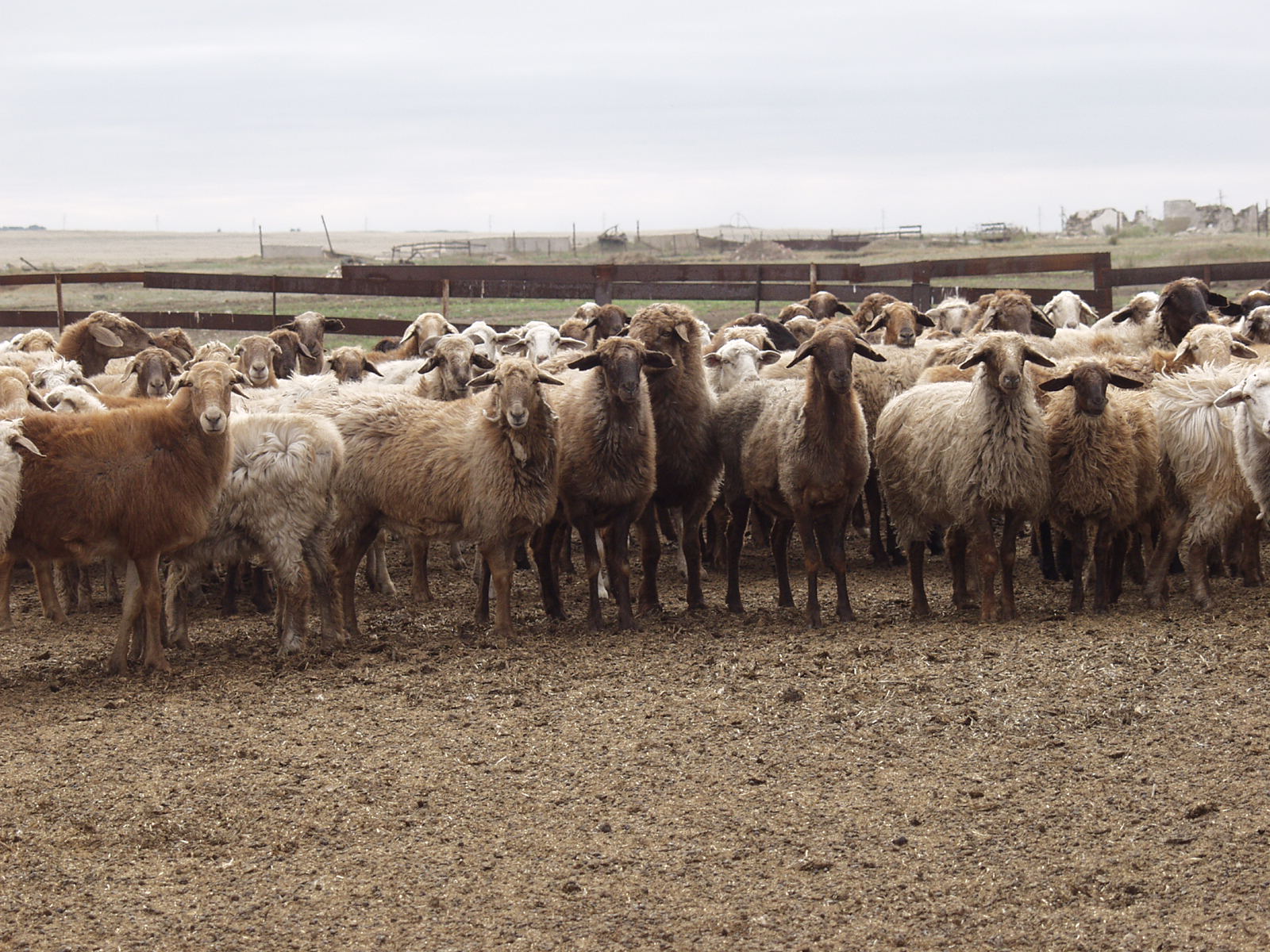 Qoı sharýashylyǵyn qunttasaq...