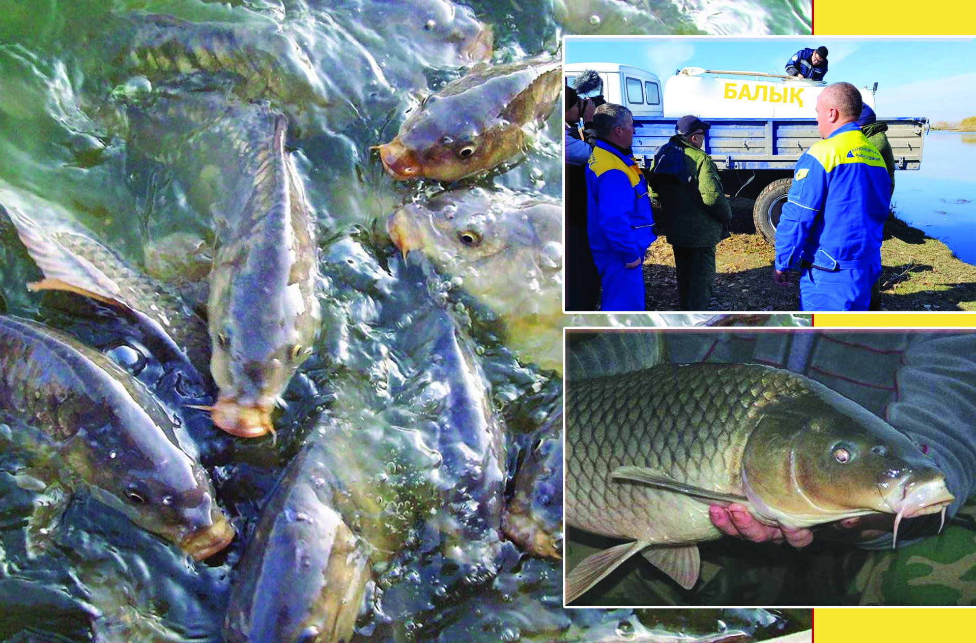 Baǵy janbaǵan balyq sharýashylyǵy