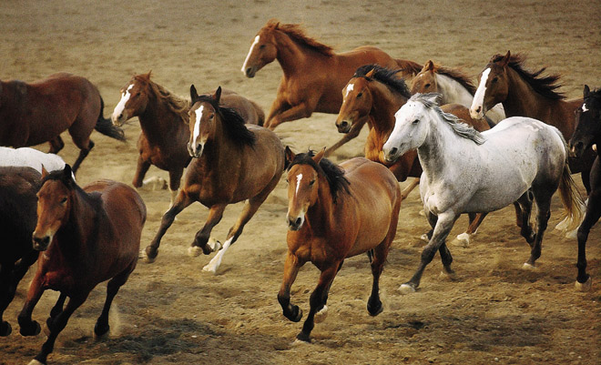 Bektastyń Birálisi