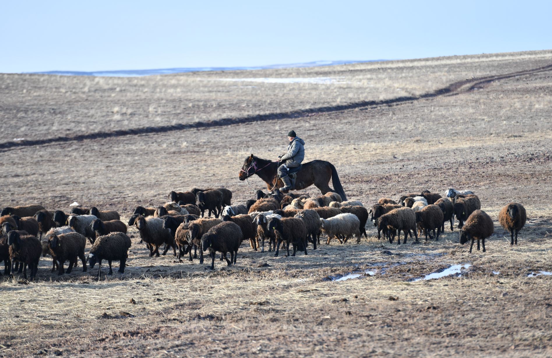 Baǵymdaǵy maldyń basy azaıdy