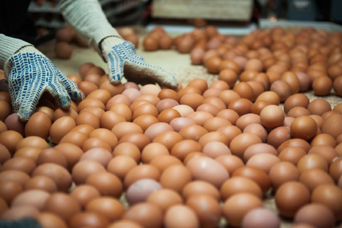 Jumyrtqa shyǵaratyn qus fabrıkalary jabylý aldynda tur