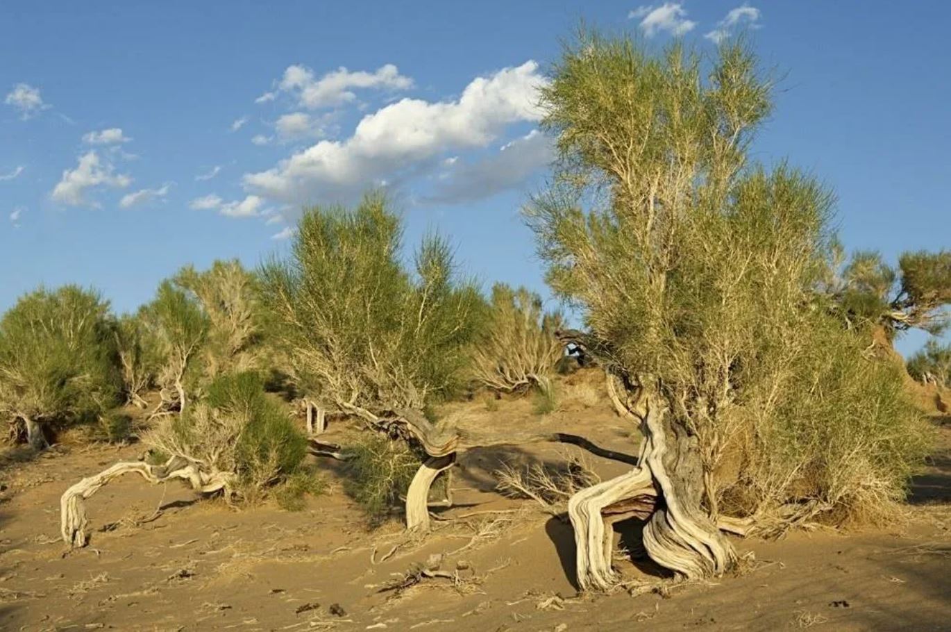 Bir túp sekseýil 4 tonna qumdy ustaıdy
