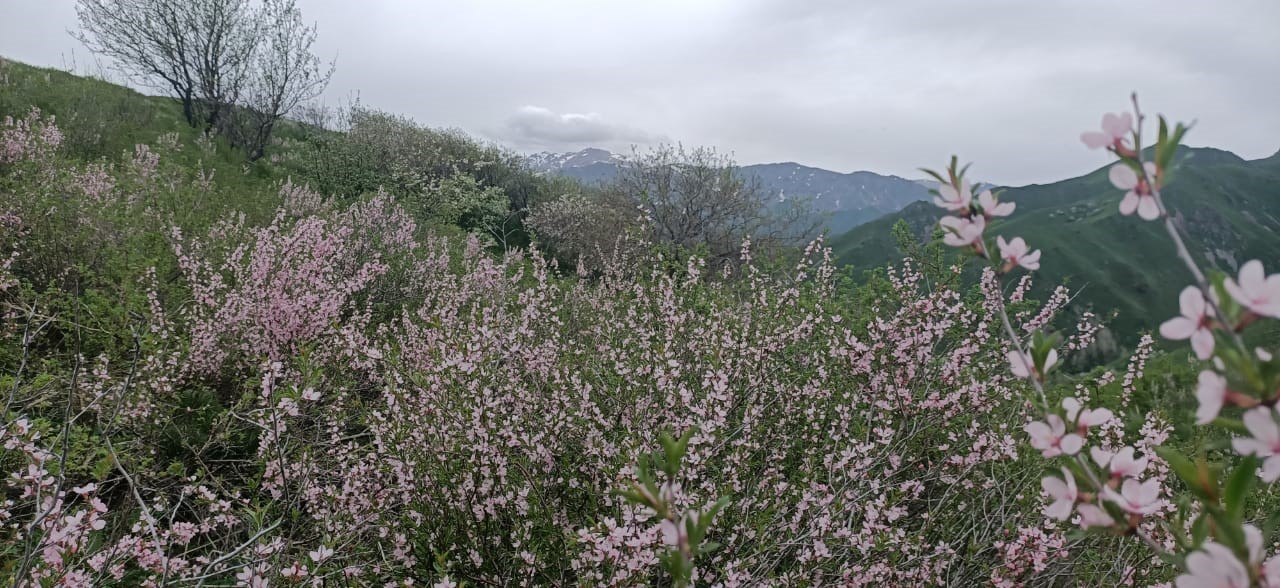 Ledebýr badamy «Qyzyl kitapqa» engen ósimdik