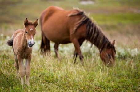 Ańqaýdyń áńgimesi