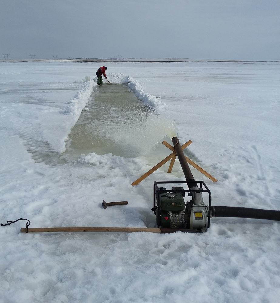 Baǵýsyz balyq ta óspeıdi