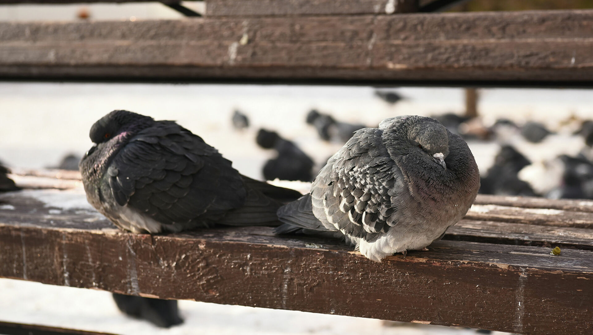 Kúnestegen kógershinder