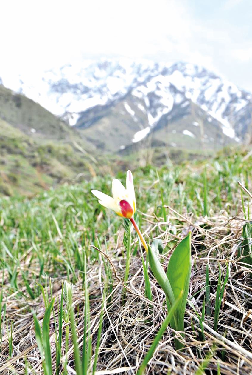 Jer kindigi – altyn uıa