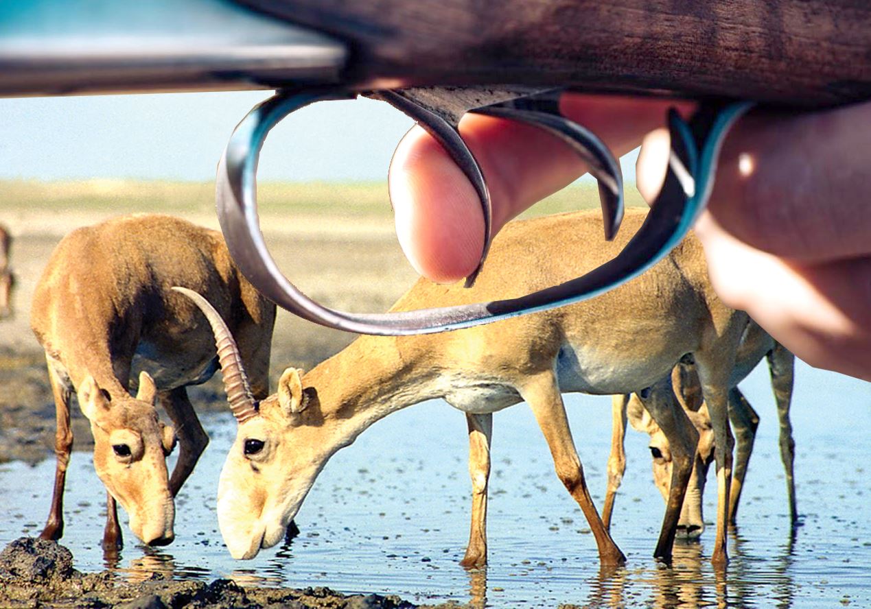 Kıik qyrǵandar qutylmady