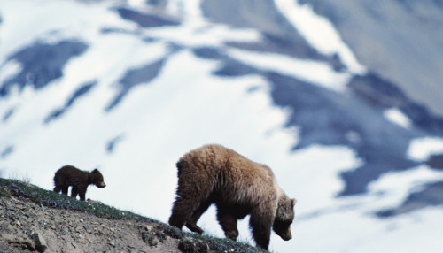 Qońyr aıýdy qorǵaıyq