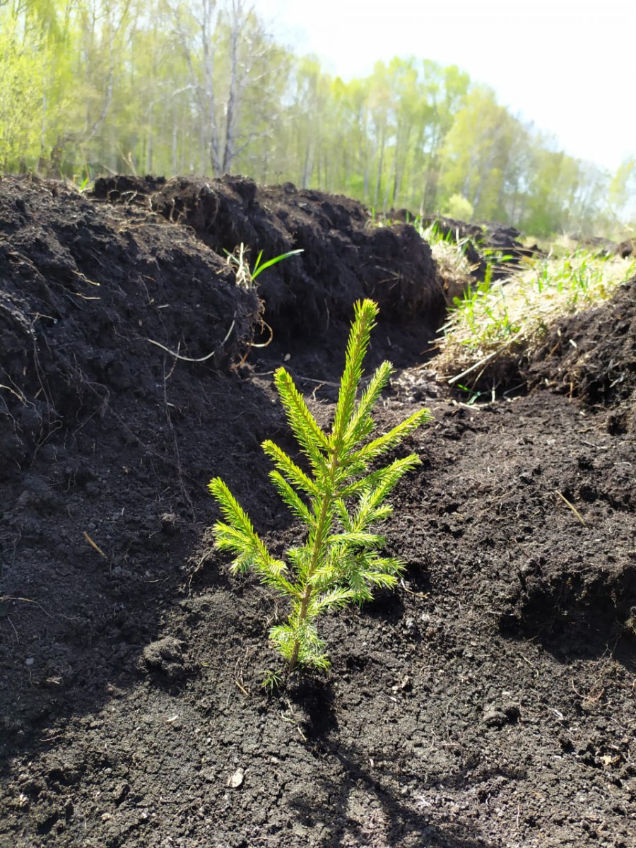 Orman alqaby kóbeıtiledi